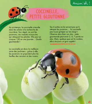 Rubrique Anim'oh! / La coccinelle