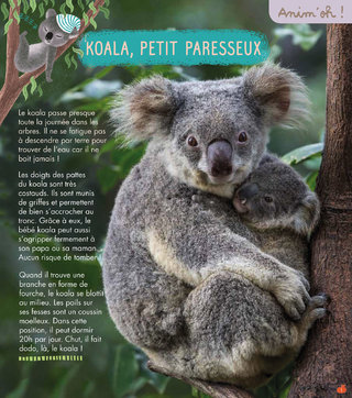 Rubrique Anim'oh! / Le koala