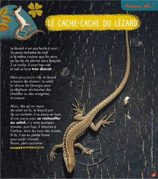Rubrique Anim'oh! / Le lézard