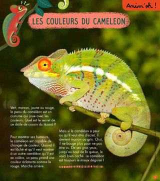 Rubrique Anim'oh! / Le caméléon
