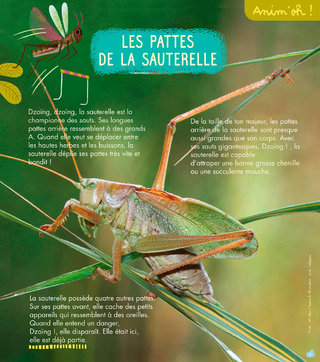 Rubrique Anim'oh! / La sauterelle