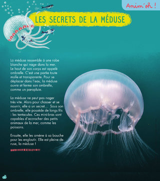 Rubrique Anim'oh! / La méduse