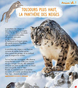 Rubrique Anim'oh! / La panthère des neiges