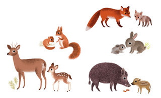 Imagier / Bébés animaux