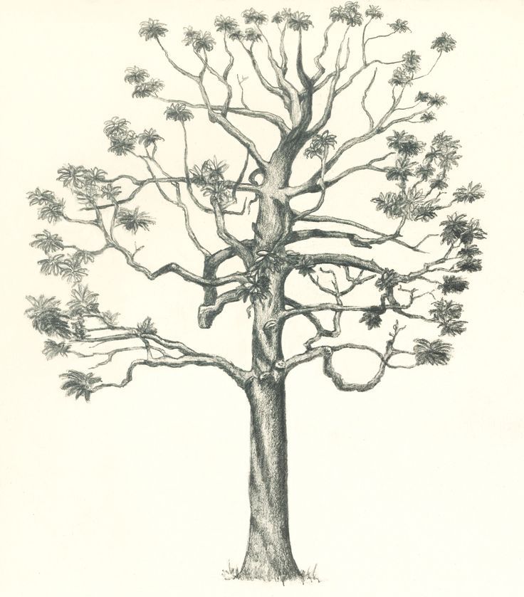 Arbre torturé