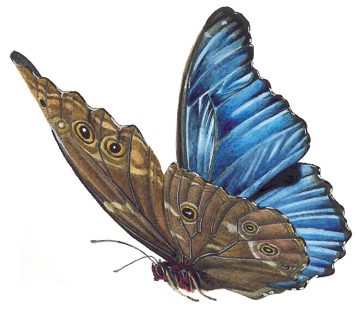 etienne druon