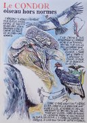 Les condors d'Otavalo