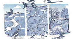 Paysages de marais - La Maria Illustratrice-illustrateur