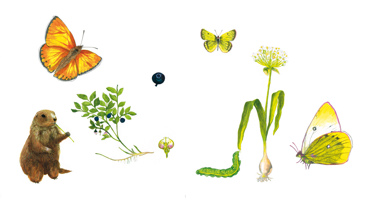 planche naturaliste - la vallée aux papillons, éditions Bluedot, 2018.jpg