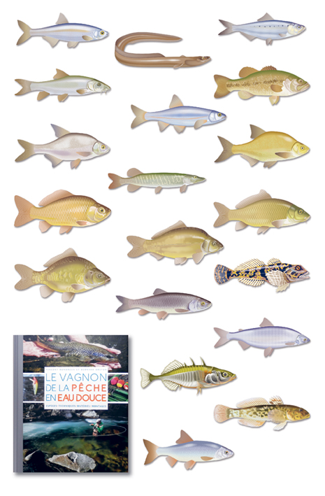 Illustrations de poissons d'eau douce (Vagnon, 2017).
