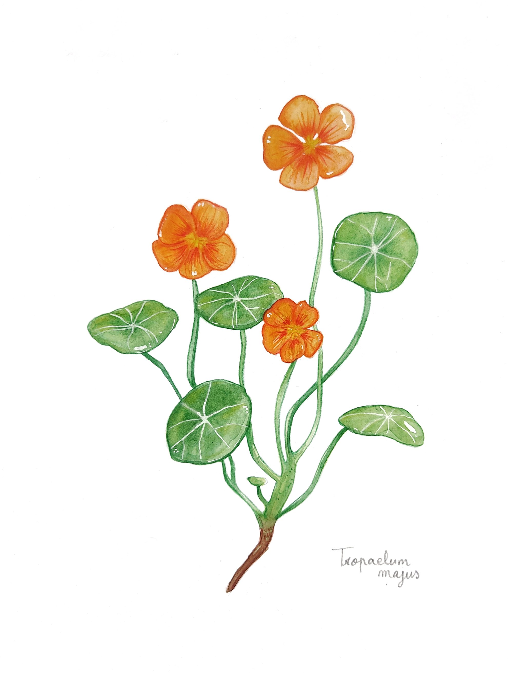 Illustration botanique