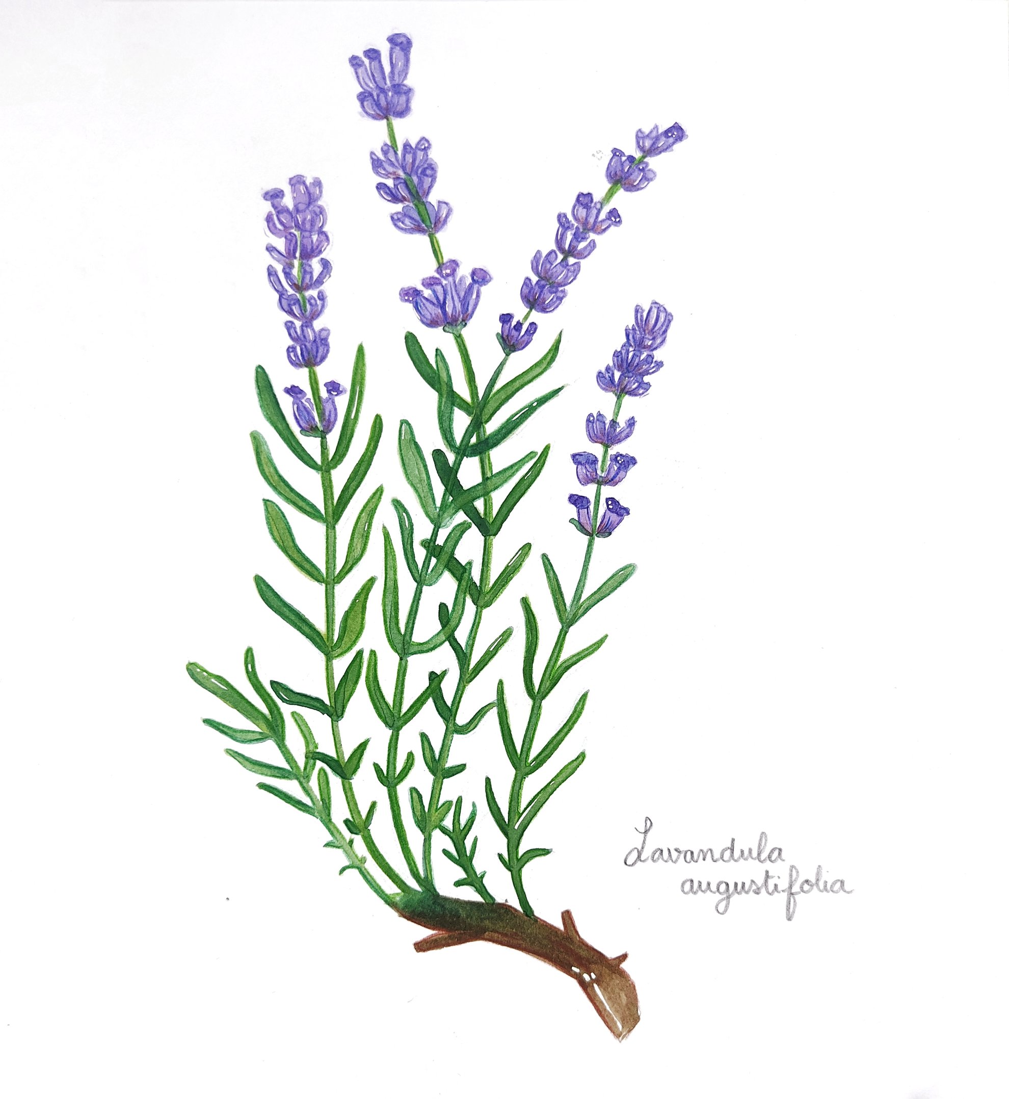 Illustration botanique