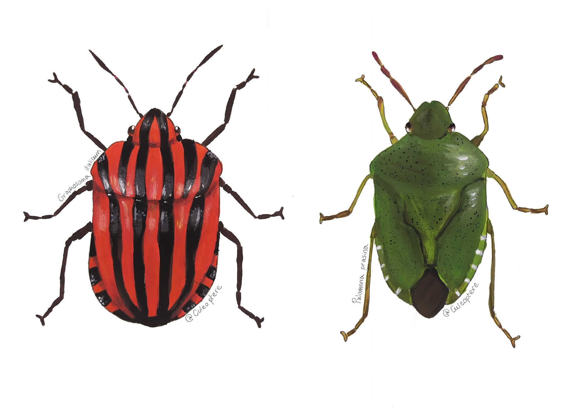 Duo de punaises