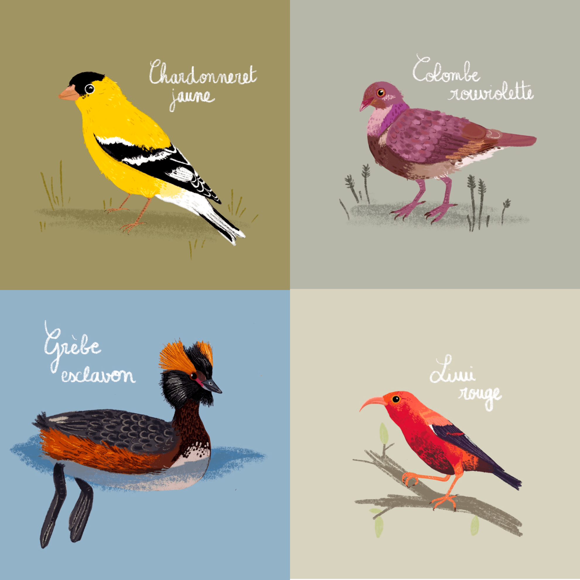 Illustration d'oiseaux