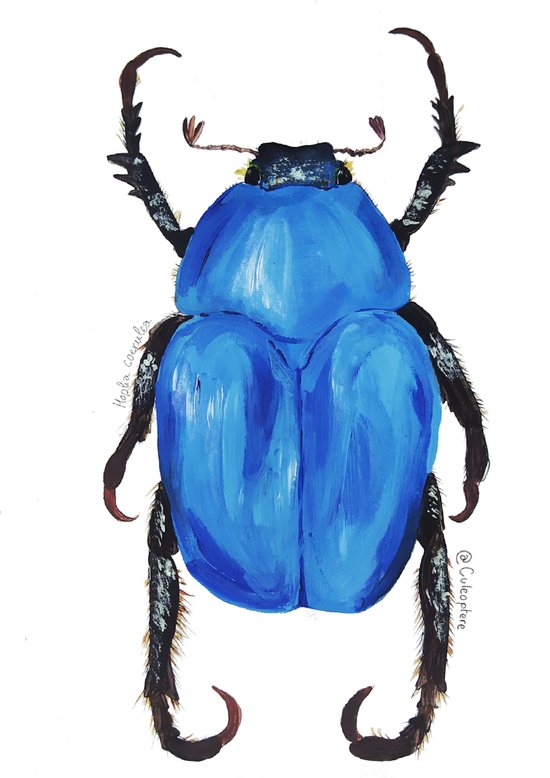 Hoplie bleu