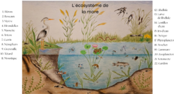 Ecosystème de la mare - Lily Art-illustrateur
