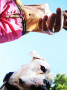 DOGGY
