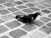 PARIS BLACK & WHITE 3