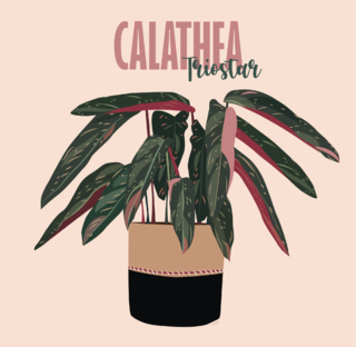 Calathea Triostar
