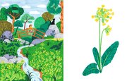 Coucou les coucous - Un beau bouquet