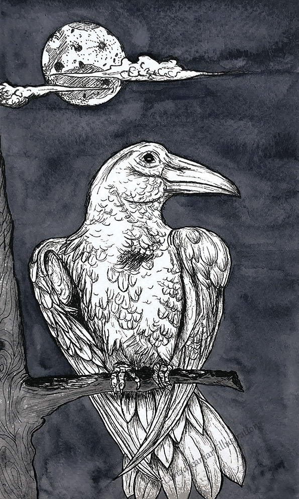 Collection Oiseaux Messagers, le corbeau blanc