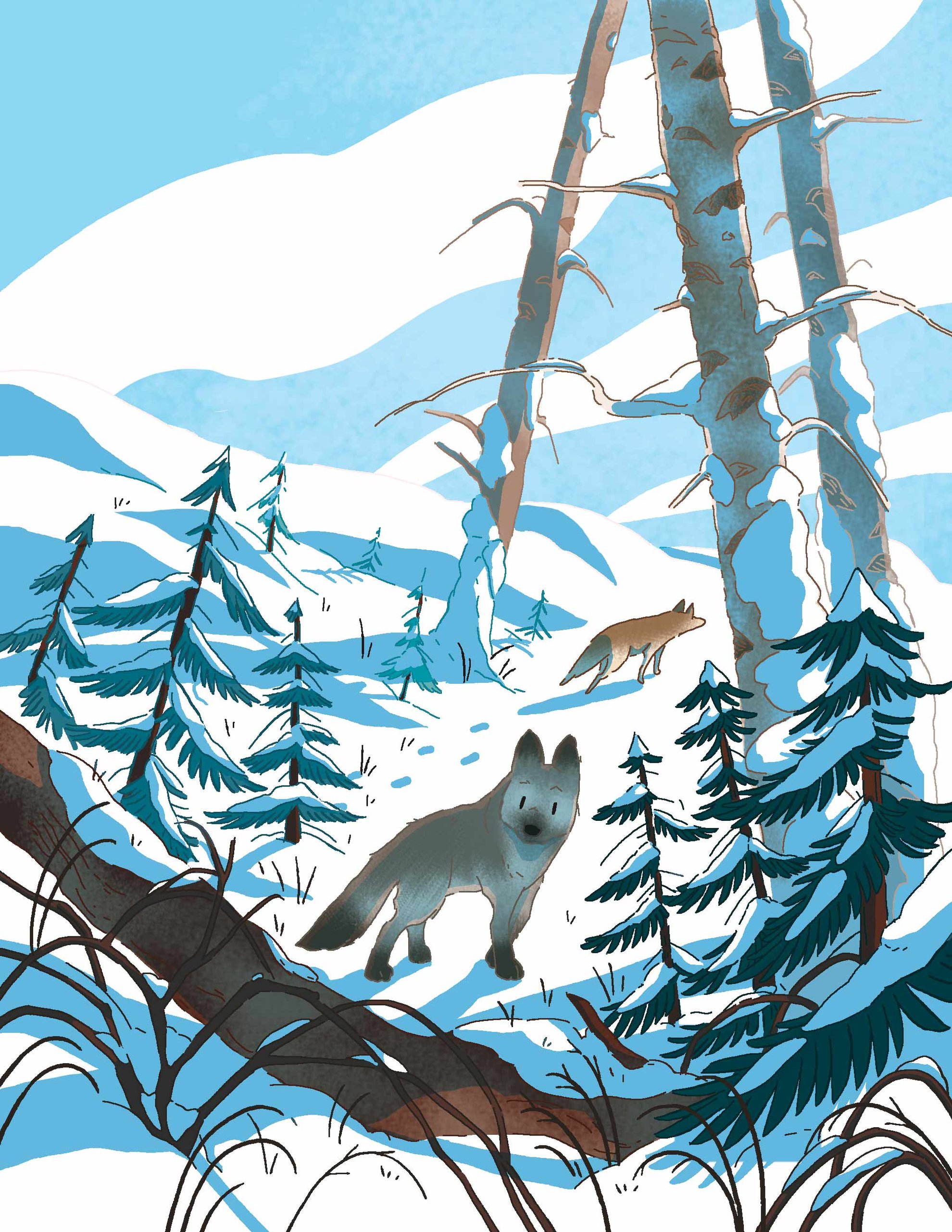 Illustration pour le livre "White Fang" de la collection Harrap's Read In English paru aux éditions Larousse (février 2023) - madelyne lutz - illustrateurs/rices-jeunesse