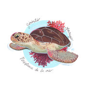 Animal totem * Tortue