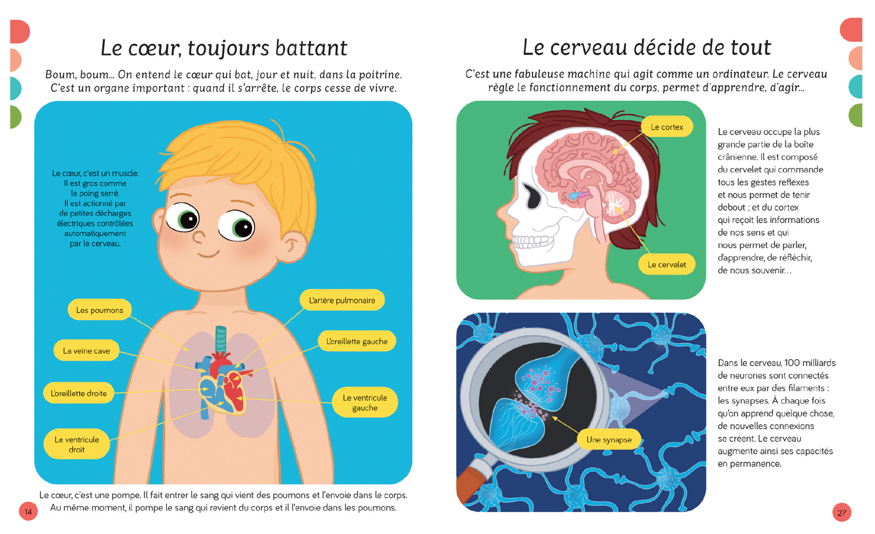 L'imagerie - Le corps humain - Fleurus Éditions