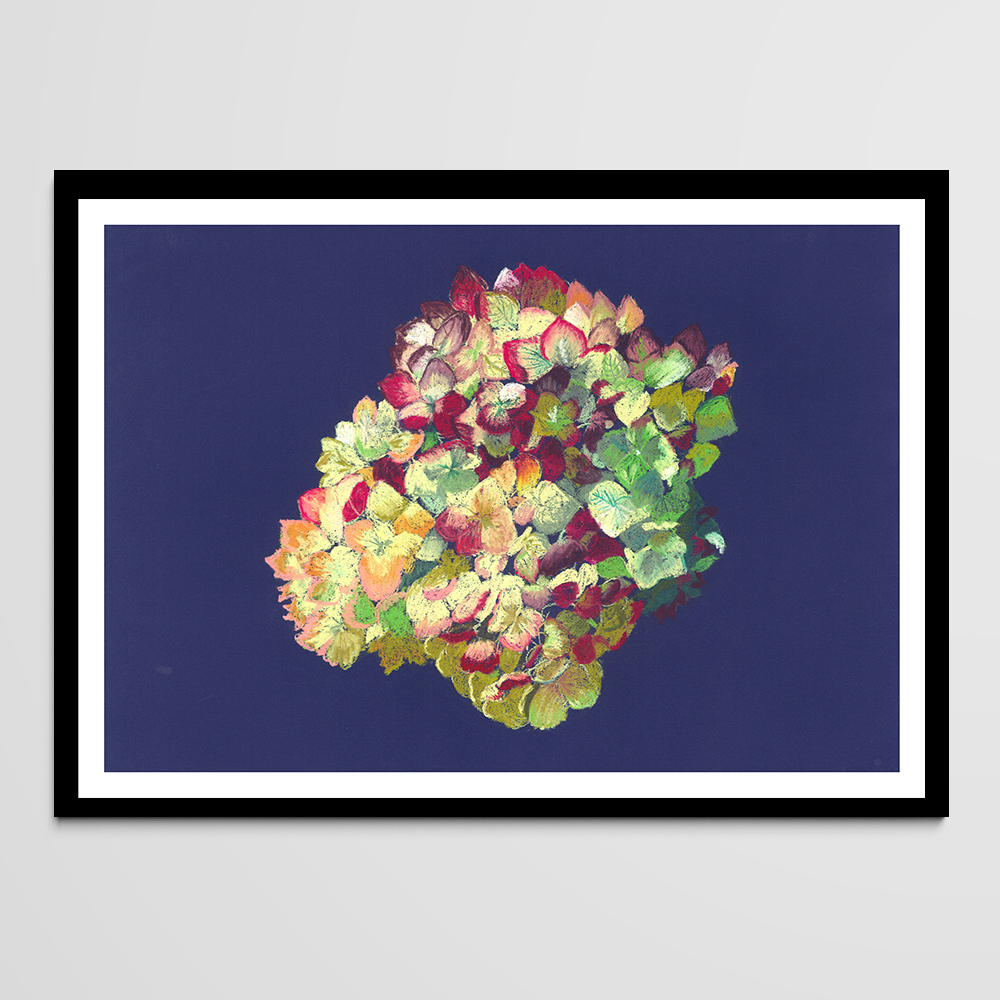 hortensia.jpg - sénal manon - illustrateurs/rices-jeunesse