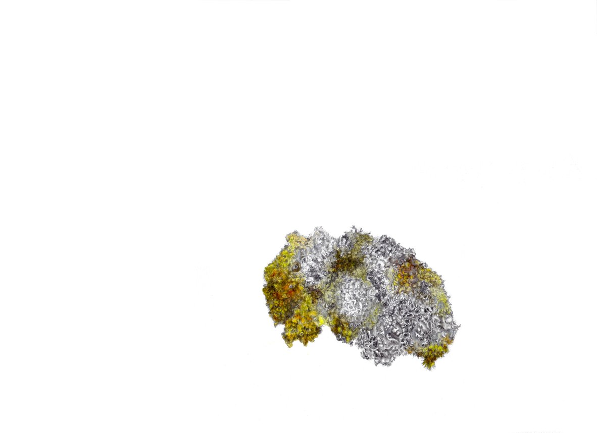 Lichen 1/3, Marine Class