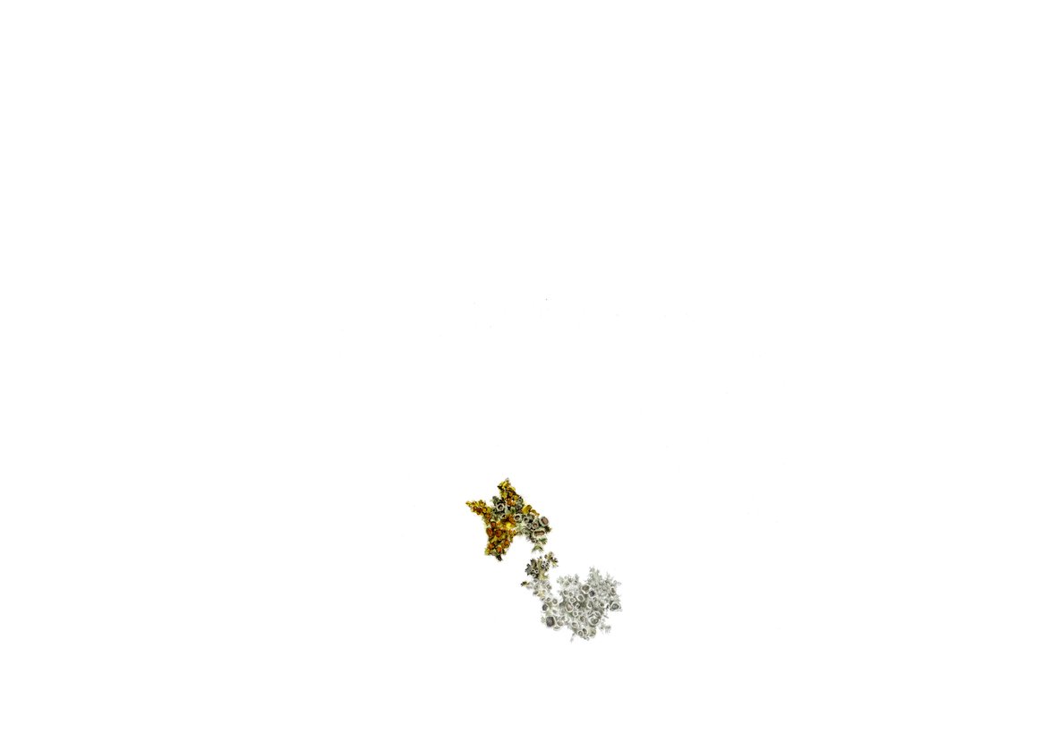 Lichens 2/2