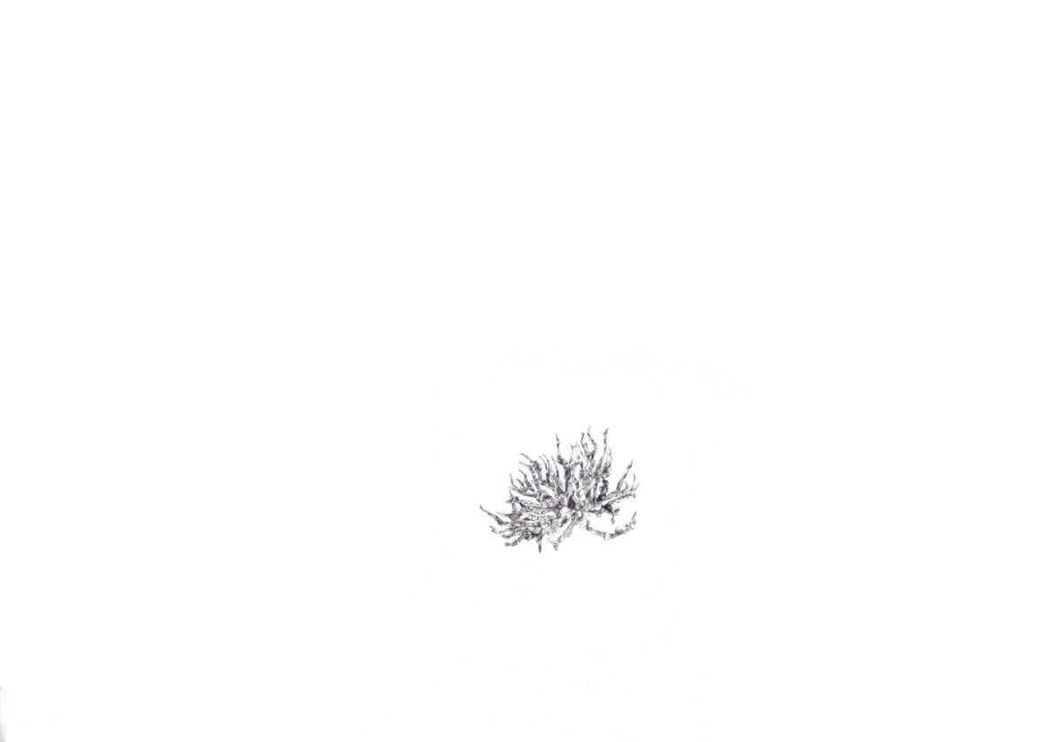Lichen 2/3, Marine Class