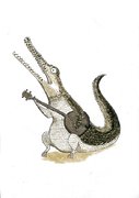 crocodile