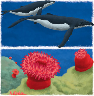 Les animaux marins : la baleine à bosse / l'anémone, magazine Youpi