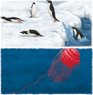 Les animaux marins : le manchot Adélie / la méduse Atolla, magazine Youpi