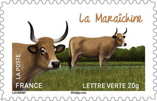 Timbre sur les vaches françaises, la Maraîchine