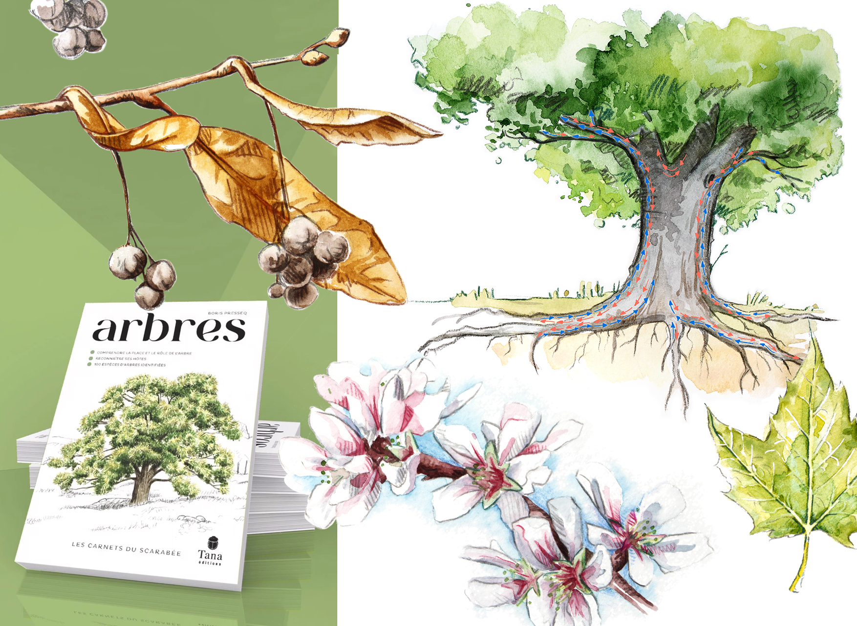 Illustrations pour le livre Arbres et du livre champignon - 2022