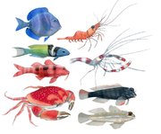 Poissons et crustacés des coraux