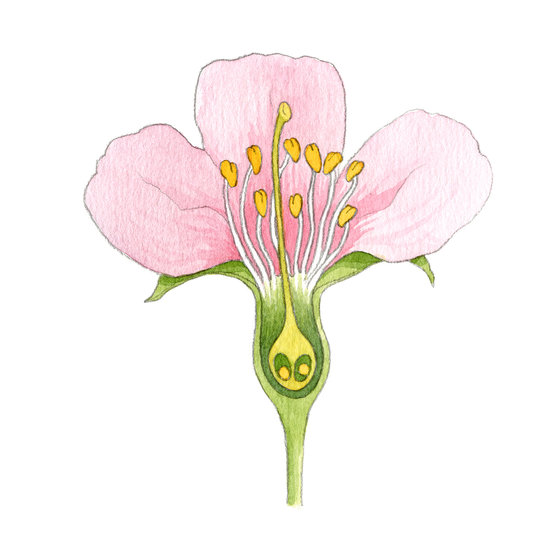 Anatomie d'une fleur