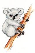 koala