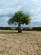 Longue vue