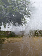 Longue vue, arbre lierre