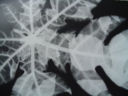 Photogramme