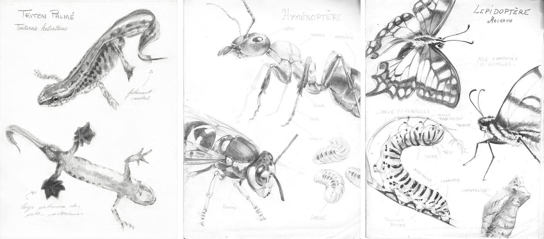 Etude naturalistes<br/><span>-Batracien et entomologie. 
Graphite sur papier.</span>