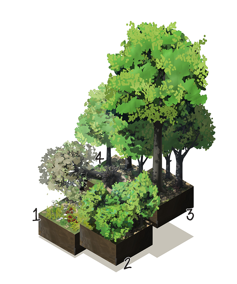 Cycle écologique de la forêt<br/><span>Image pour un panneau pédagogique sur le thème de la gestion forestière.</span>