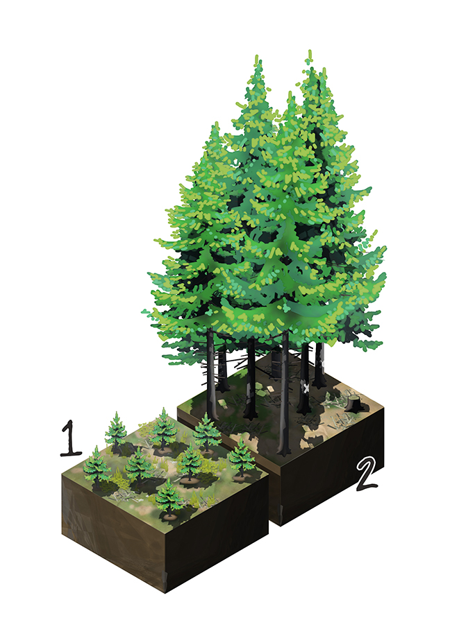 Sylviculture en futaie régulière<br/><span>Image pour un panneau pédagogique sur le thème de la gestion forestière.</span>