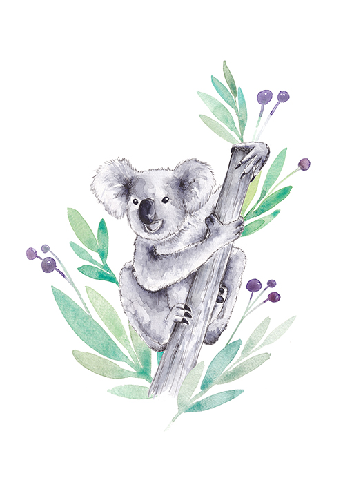 koala.jpg