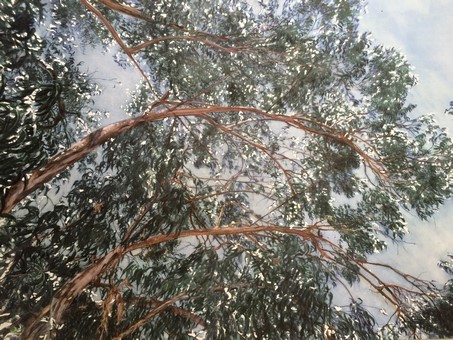 Eucalyptus dans le vent (La croix du sud , Corse)