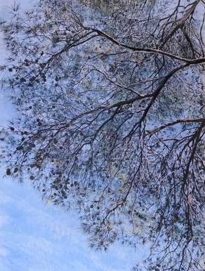 Pin et ciel