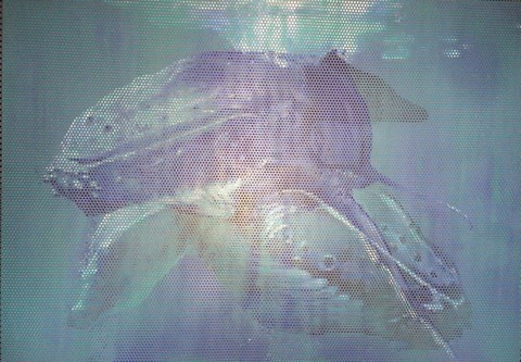 Initiales BB (baleines à bosses)